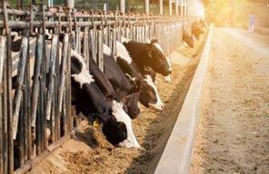 livestock-water-transfer