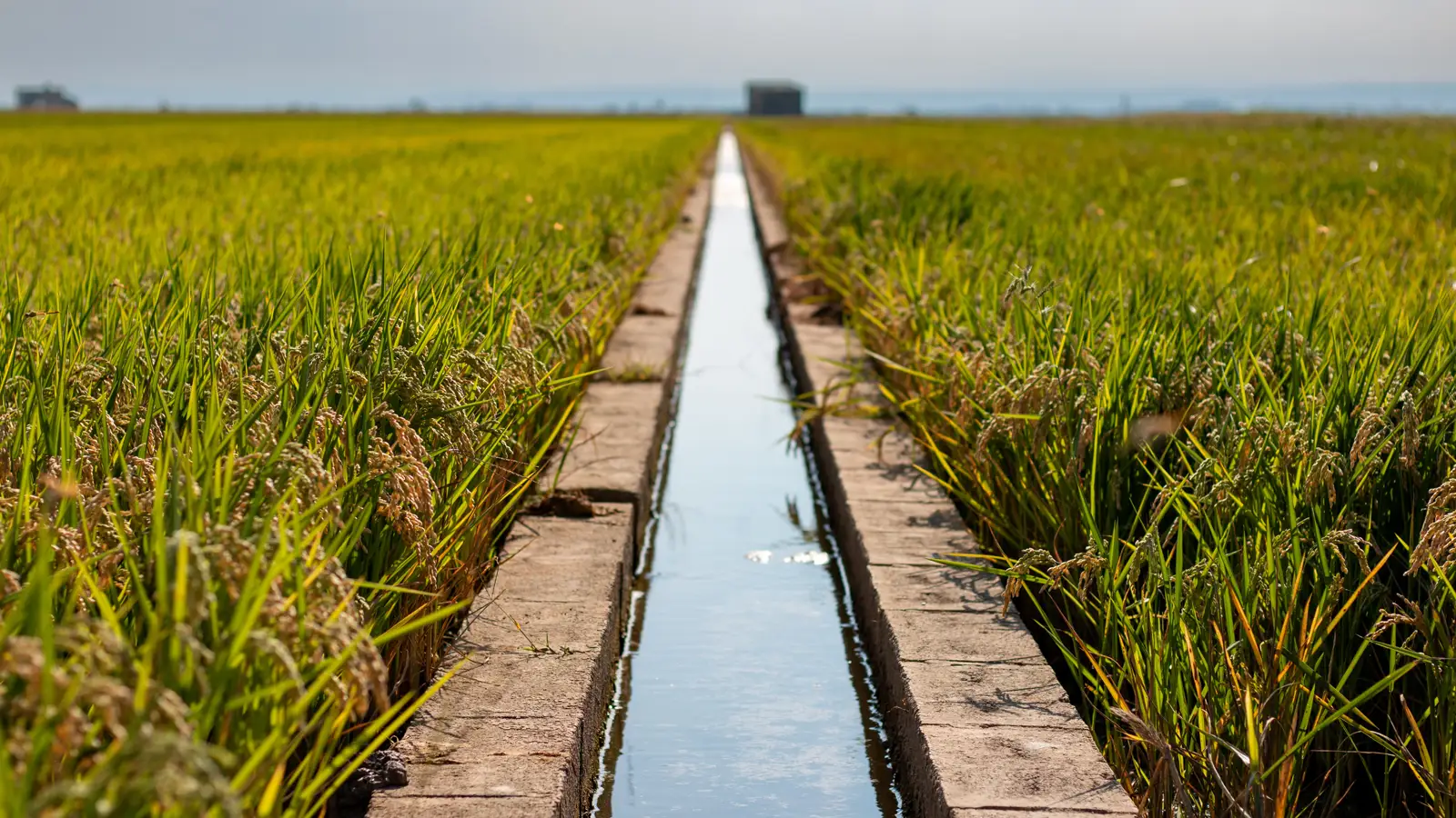 Agriculture and Irrigation Pumping Irrigation channel running straight between green crop fields
